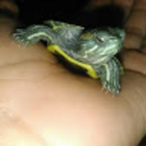 Meet your Posher, Fantasy_girl -111